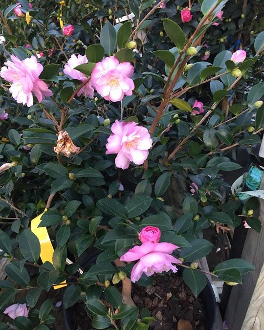 Our “Plant of the Month” is the Sasanqua Camellia